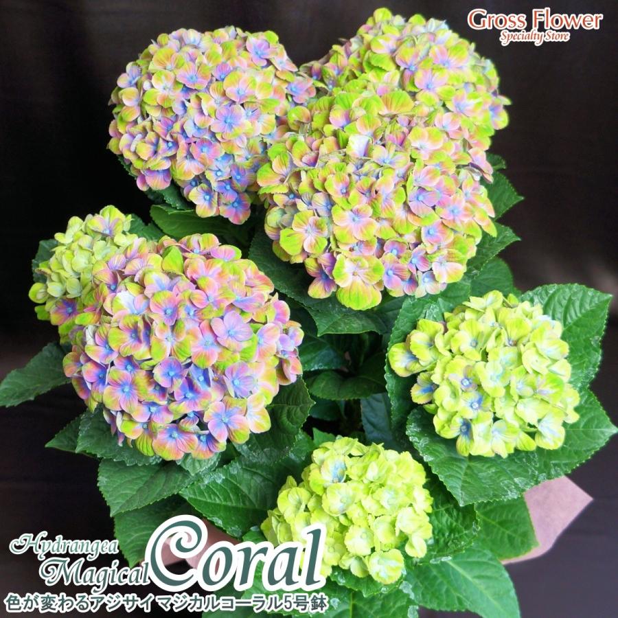 色が変化するアジサイ マジカルコーラル レオーニ 5寸鉢 バスケット