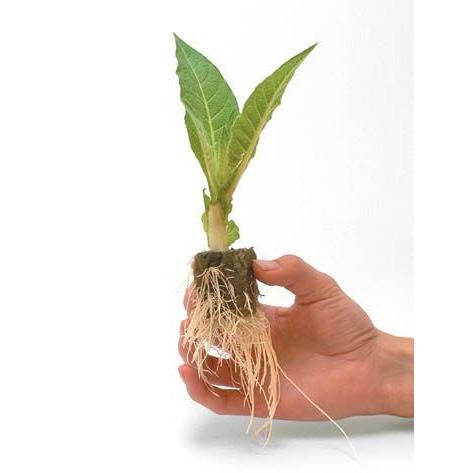 CLONEX(挿し木ジェル) : Flora Farm - 通販 - Yahoo!ショッピング