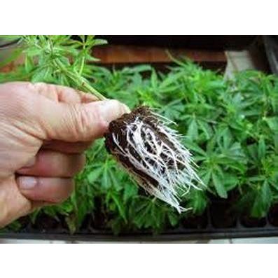 園芸養土・薬品 FLOWER BOMB Flower Bomb : Flora Farm - 通販 - Yahoo!ショッピング