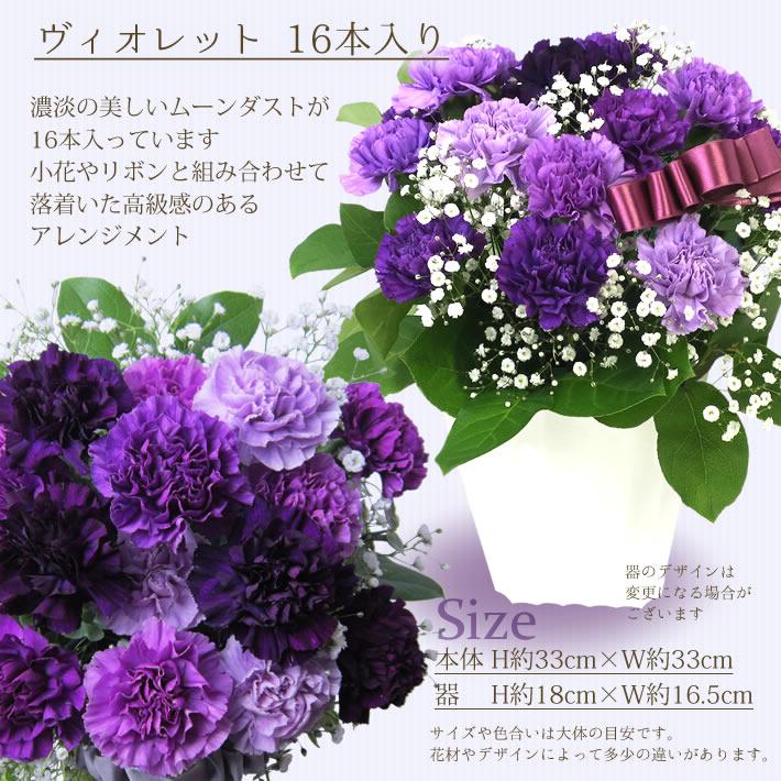 花 誕生日 ギフト プレゼント 青いカーネーション ムーンダスト ヴィオレット 16本入り プレゼント ギフト 希少 カーネーション 青 紫 生花 記念日 父の日 爆買_3