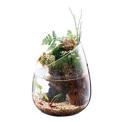 GEX AQUARIUM グラスアクア スロープ 水草 多肉植物 コケリウム テラリウム ガラス製 約1.5L｜gs-shopping｜03