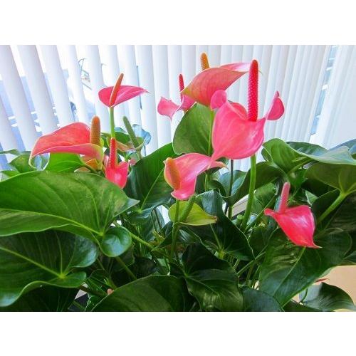 アンスリウム（アンスリューム）ピンク 10号鉢（尺鉢）四季咲きで花持ちが良く涼しげでギフトとして大変喜ば 