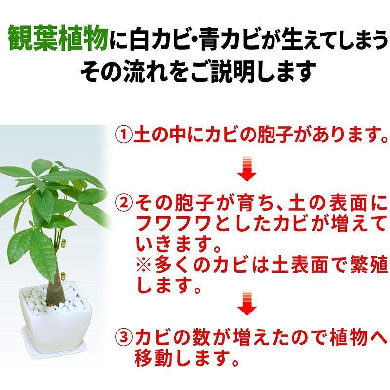 植物 観葉植物用 防カビ剤入り化粧石 Keep Stone キープストーン 2400g 白 大理石の化粧砂利 カビ 防止 K-S2400 :20220305034823-00699:ギルドショップ - 通販 - Yahoo!ショッピング 植物 観葉植物用 防カビ剤入り化粧石 Keep Stone キープストーン 2400g 白 大理石の化粧砂利 カビ 防止 K-S2400 :20220305034823-00699:ギルドショップ - 通販 - Yahoo!ショッピング