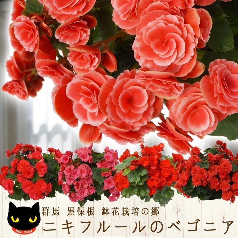 値段 ボリアス ニキフルール ベゴニア 群馬 鉢花 花鉢植え ギフト プレゼント 贈答品 クリスマス お歳暮 母の日 父の日 敬老の日 購入いただける Antransportes Com Br