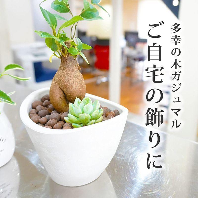ブランド品専門の ガジュマル がじゅまる ミニ観葉 7 5cmポット 幸せの木 多幸の木 Shipsctc Org