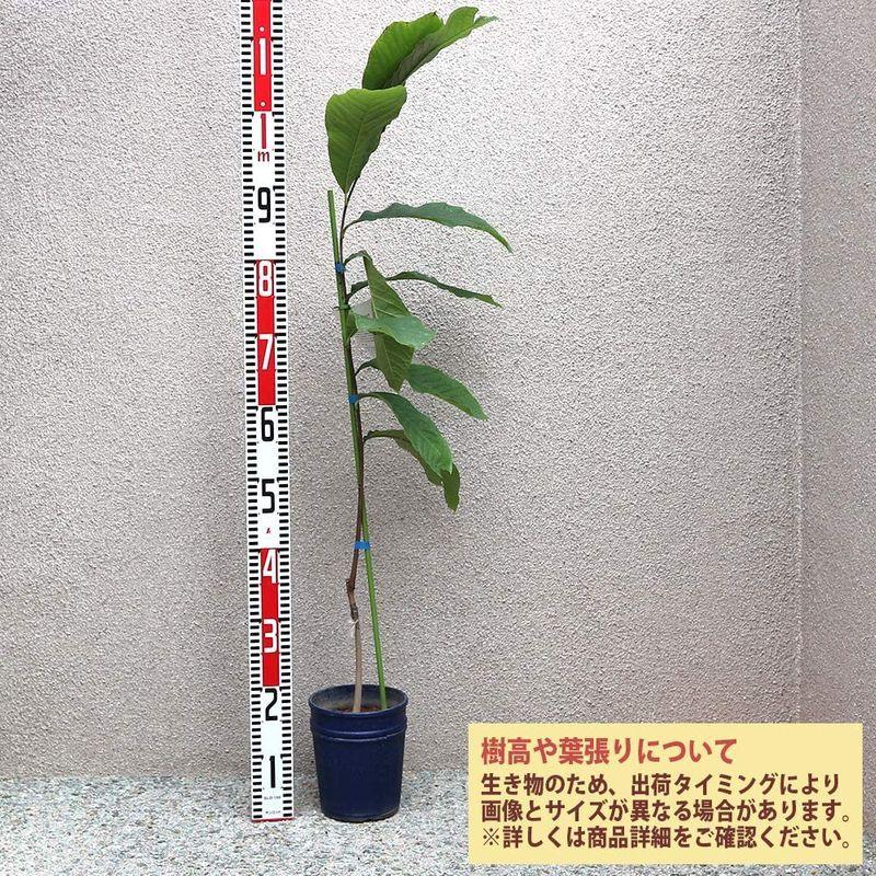 人気の春夏 ポポー2年生接木苗 5号ポット苗 品種 プロリフィック 果樹 1本売りバンレイシ科の熱帯果樹ですが 耐寒性が強く東北から九州まで栽培 接木苗 育苗 Techskills Ie