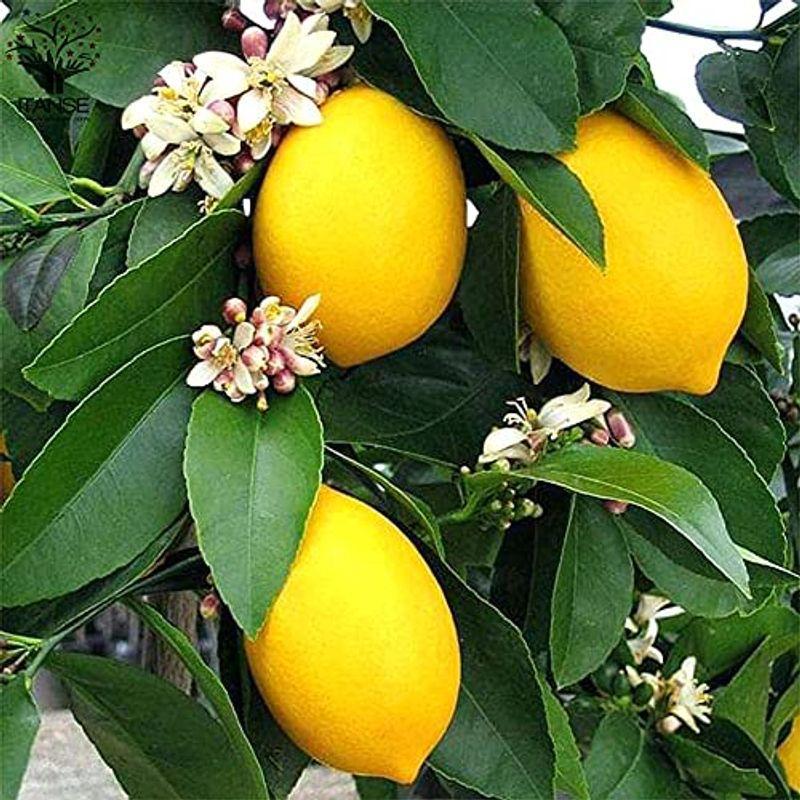 レモンの苗木quot リスボンレモンquot 挿し木 5号鉢品種で選べる果樹苗 1本売り学名 Citrus Limon 039 Lisbon 039 英語 Lisbon 最大93 Offクーポン