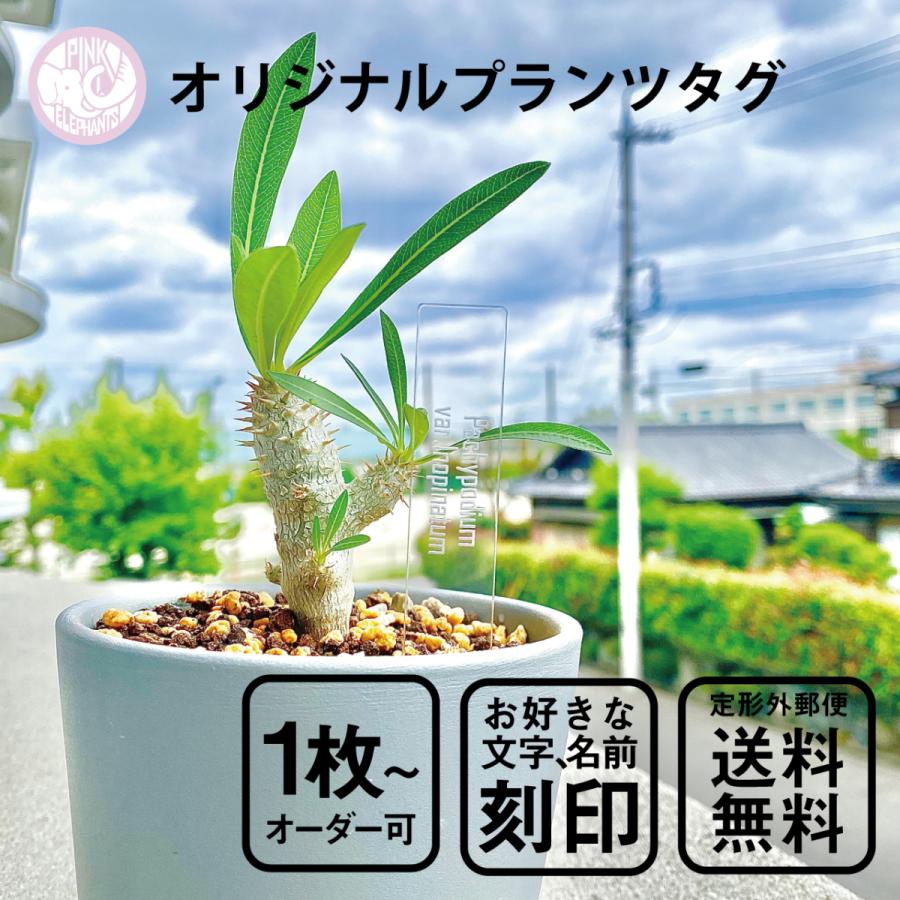 オリジナルプランツタグ 日本未発売 植物ネームプレート 園芸ラベル ガーデニングラベル 植物タグ 高級な