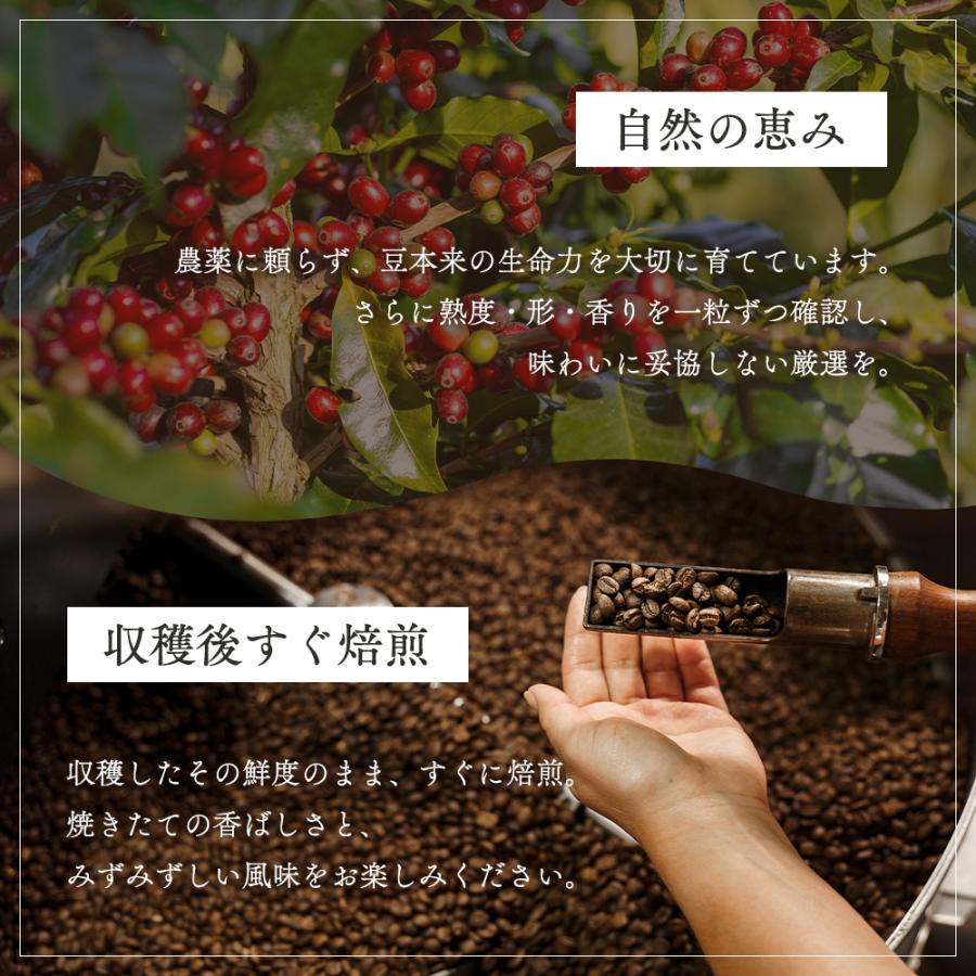 新店OPEN☆全店10％OFF☆／ コーヒー 珈琲 コーヒー豆 コーヒー粉 豆の