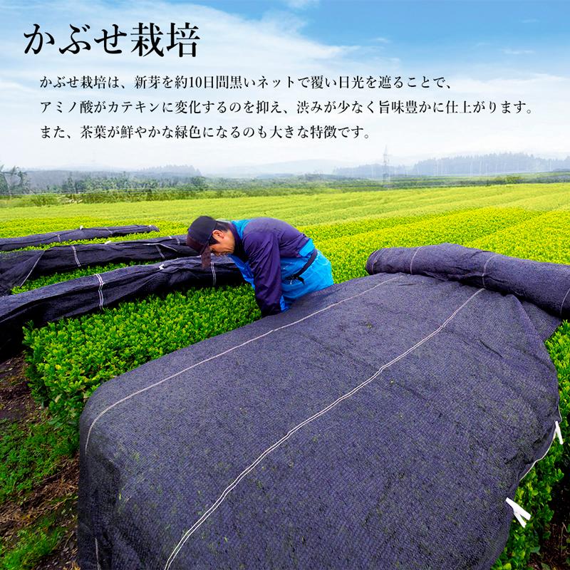 【2026年度産】 上級一番茶ぐり茶「碧豊」ティーバッグ(ひも付き)標準15個入　深蒸し茶製法の緑茶 | ぐり茶の杉山 | 08
