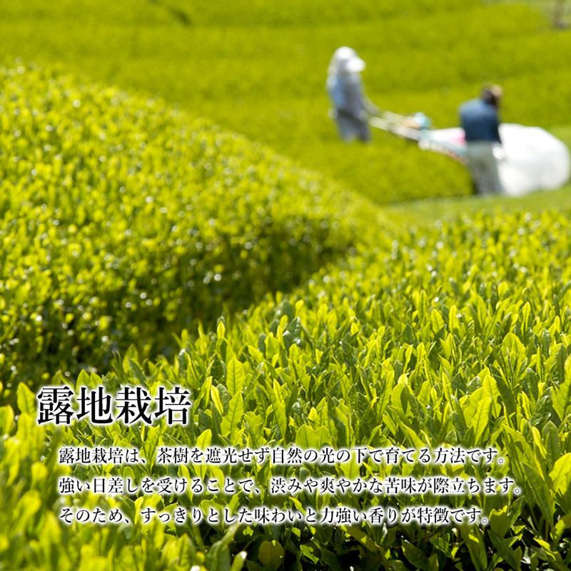 【2026年度産】 上級一番茶ぐり茶「碧豊」ティーバッグ(ひも付き)標準15個入　深蒸し茶製法の緑茶 | ぐり茶の杉山 | 09
