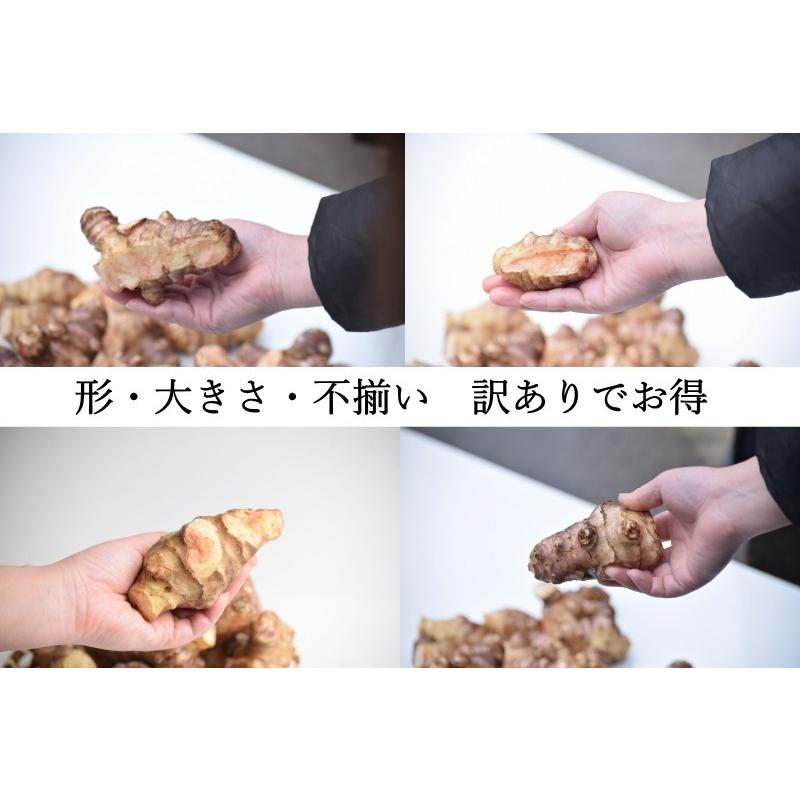 赤菊芋 菊芋 1kg 送料無料 栽培期間中農薬不使用 洗浄済み 訳あり