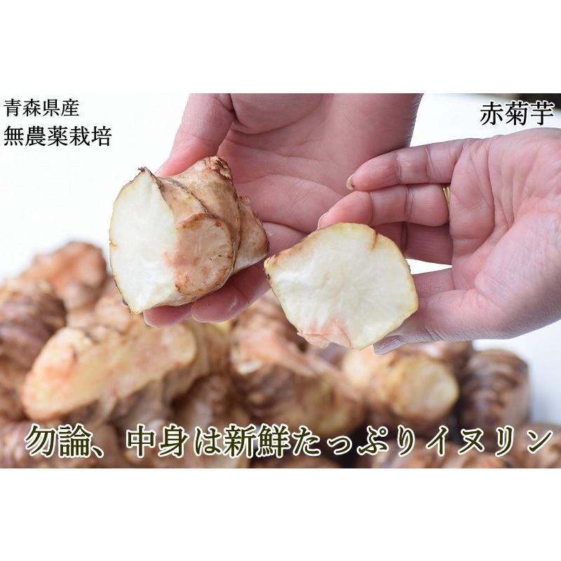 赤菊芋 菊芋 1kg 送料無料 栽培期間中農薬不使用 洗浄済み 訳あり