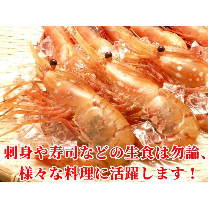ボタンエビ 刺身 計1kg 生食 特大 子持ち 卵付き 有頭 殻付き 海鮮 お造り 寿司 冷凍 ギフト 蝦味噌 雌 メス 天麩羅 ぼたん海老 Botan Ebi1 どさんこグルメマーケット 通販 Yahoo ショッピング