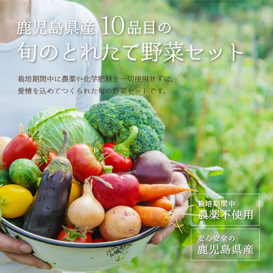鹿児島 野菜ガチャセット 旬のとれたて野菜 10品目セット 栽培期間中
