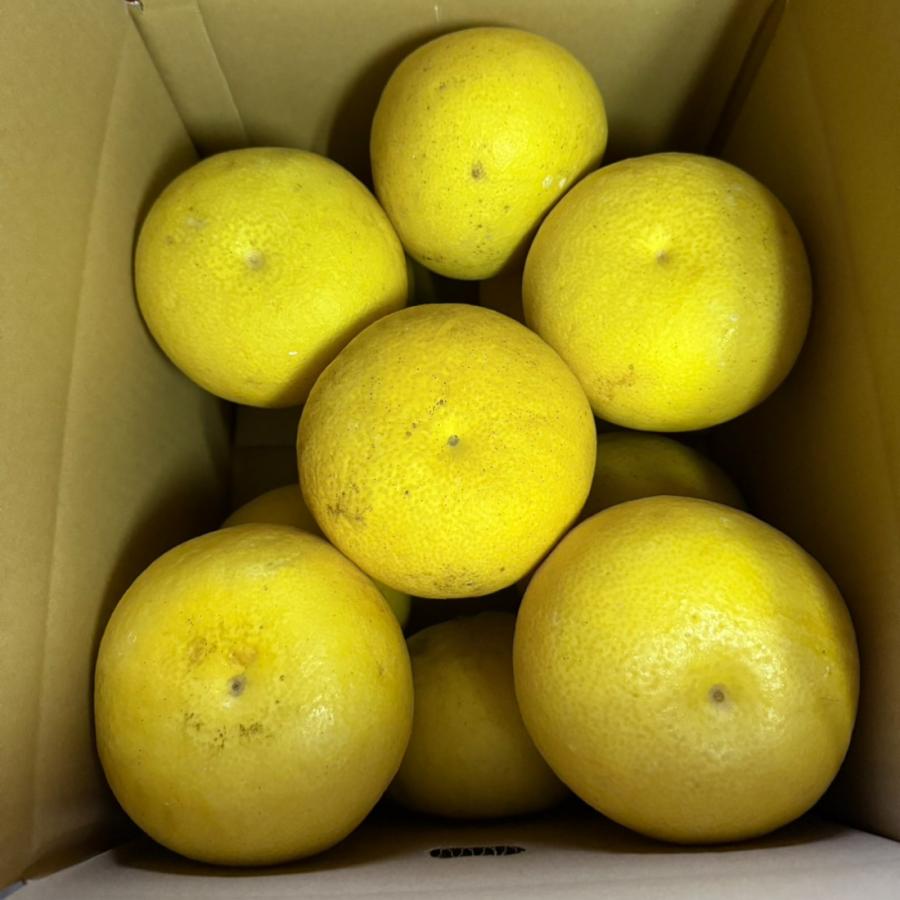 鹿児島 サワーポメロ 大玉 10〜12玉 8kg いちき串木野 みかん ミカン