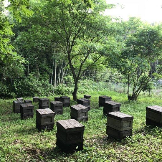 ◇高野養蜂場 百花蜜 スティックタイプ 5g×50本 国産 蜂蜜 はちみつ