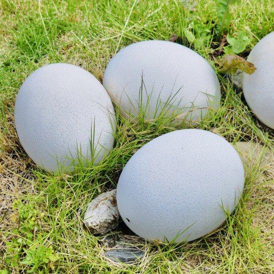 ビッグバード・カピリナ 霧島産ダチョウ卵 約1.2kg以上 鹿児島県産 ご