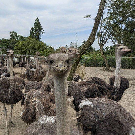 ビッグバード・カピリナ 霧島産ダチョウ卵 約1.2kg以上 鹿児島県産 ご
