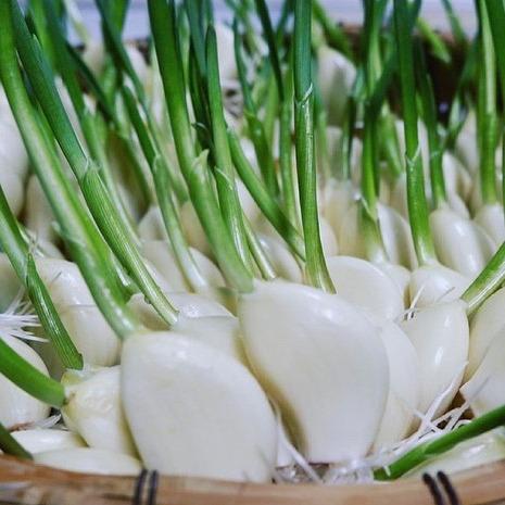 鹿児島 スプラウトにんにく 50本入 発芽 スプラウト にんにく 野菜 水