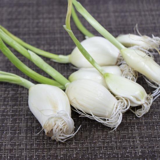 鹿児島 スプラウトにんにく 50本入 発芽 スプラウト にんにく 野菜 水