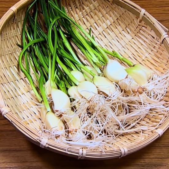 鹿児島 スプラウトにんにく 50本入 発芽 スプラウト にんにく 野菜 水