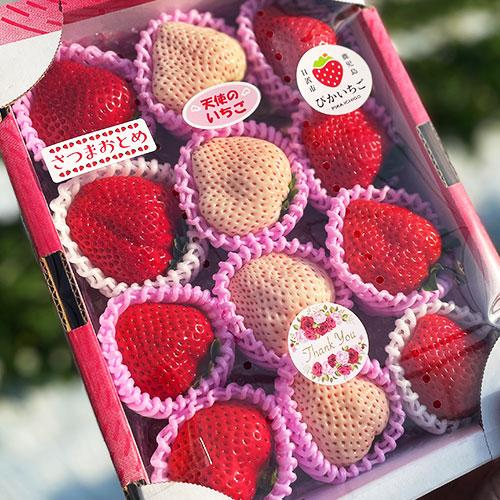 予約販売 3品種いちご 食べ比べ セット約500gギフト 大粒 高級 特産品