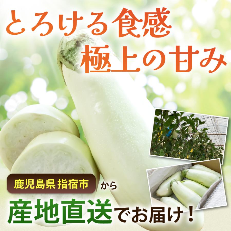 鹿児島 白なす 6本入り とろーり 旨ナス 白ナス ナス なすび 茄子