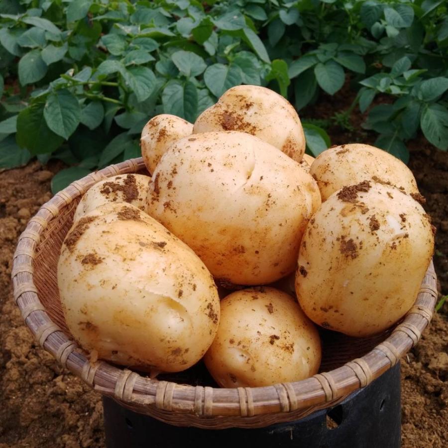 徳之島産 赤土じゃがいも「にしゆたか」約10kg 新じゃがいも