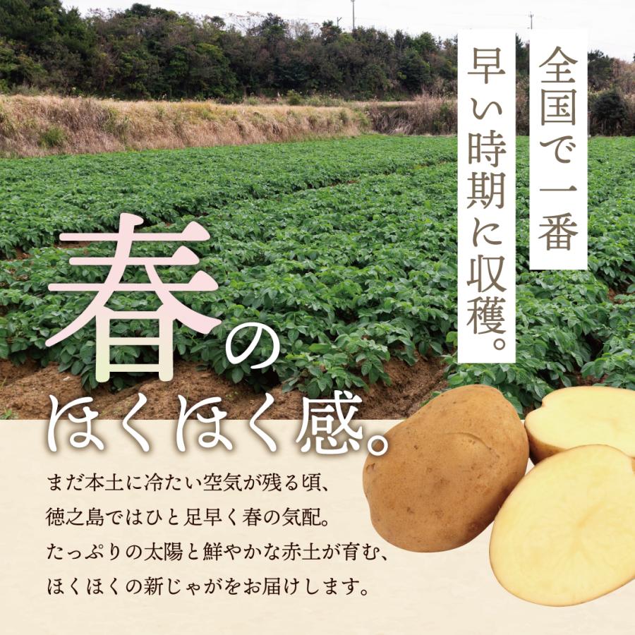 徳之島産 赤土じゃがいも「にしゆたか」約10kg 新じゃがいも