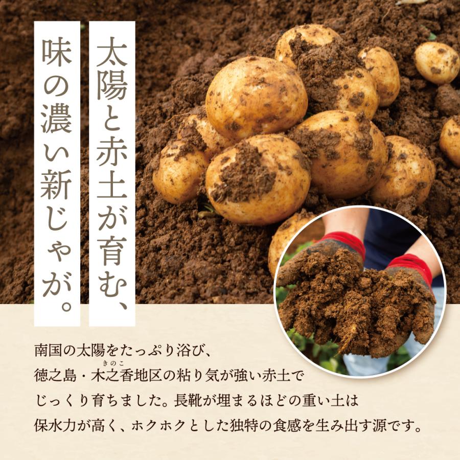徳之島産 赤土じゃがいも「にしゆたか」約10kg 新じゃがいも
