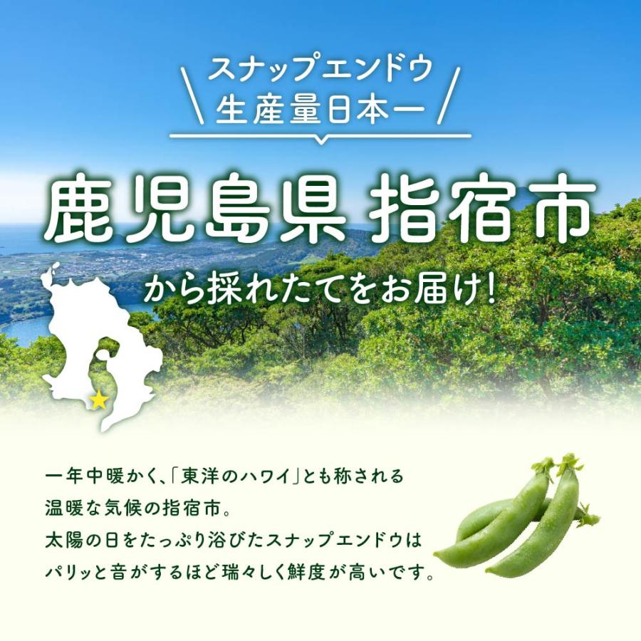 鹿児島 訳あり スナップエンドウ 1kg 規格外 スナックエンドウ えん