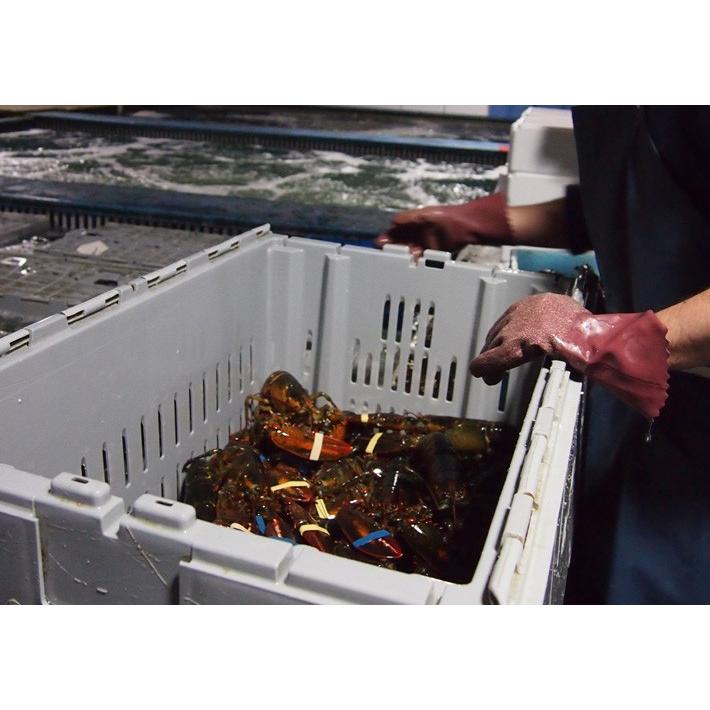 活オマール海老1尾(500-550gサイズ) アメリカ・カナダ産 冷蔵便