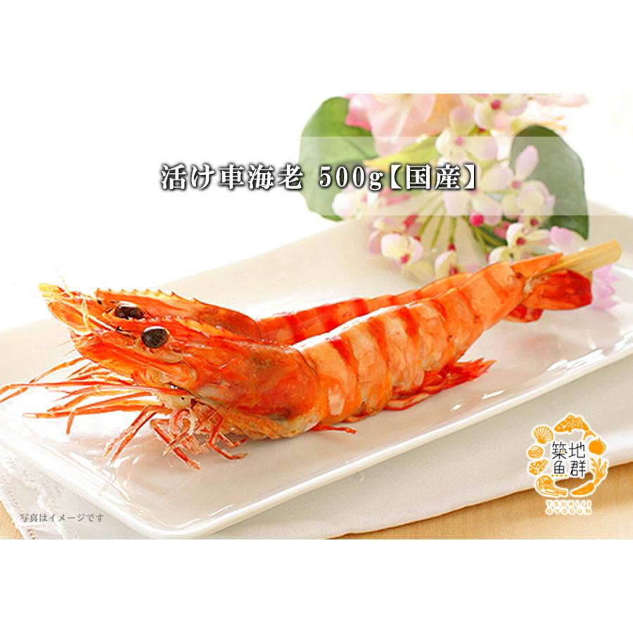 活け車海老500g 常温便 : 築地魚群 - 通販 - Yahoo!ショッピング