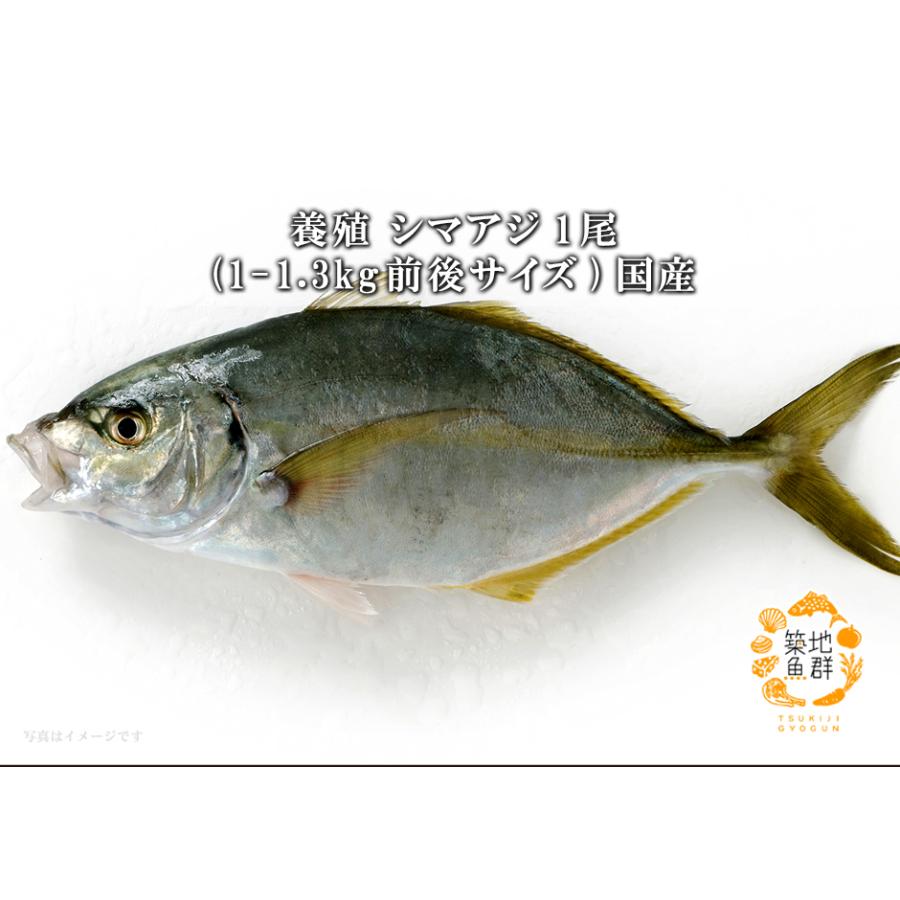 養殖 シマアジ1尾 1 1 3kg前後サイズ 国産 冷蔵便 1 築地魚群 通販 Yahoo ショッピング