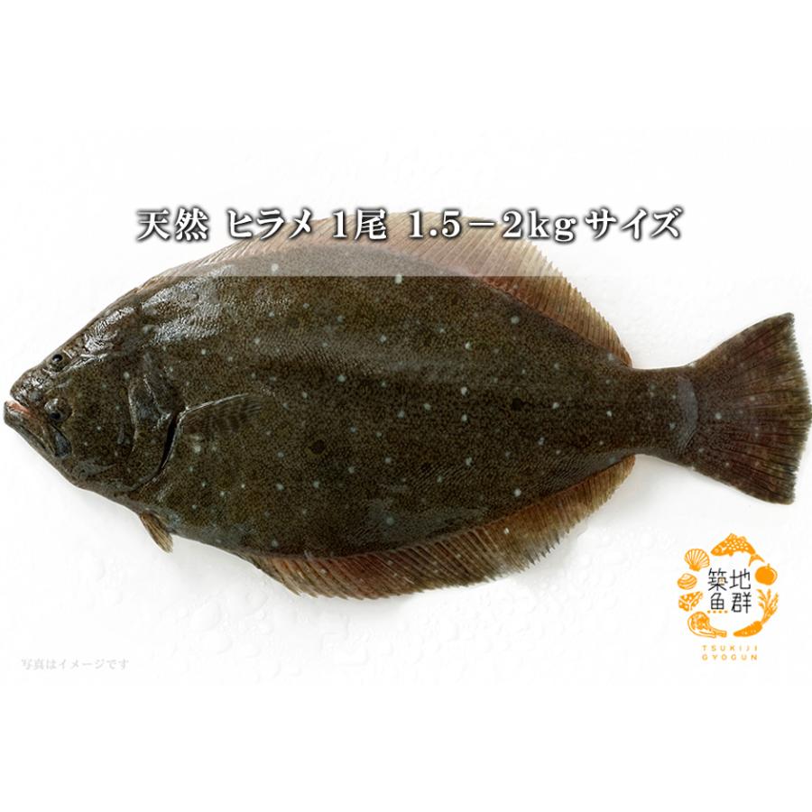 天然ヒラメ1尾(1.5-2Kg前後サイズ) 国産 冷蔵便 : 築地魚群 - 通販