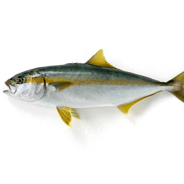 天然ヒラマサ1尾(2-3Kg前後サイズ) 国産 冷蔵便 : 築地魚群 - 通販