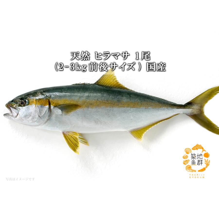 天然ヒラマサ1尾(2-3Kg前後サイズ) 国産 冷蔵便 : 築地魚群 - 通販