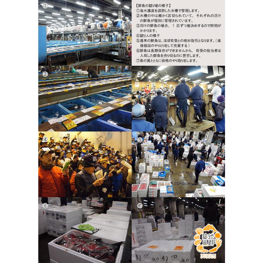 天然ヒラマサ1尾(2-3Kg前後サイズ) 国産 冷蔵便 : 築地魚群 - 通販
