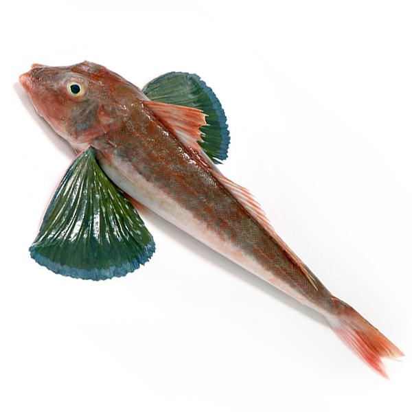 ホウボウ 約30cm 天然ホウボウ1尾(0.5-1Kg前後サイズ) 国産 冷蔵便 : 築地魚群 - 通販