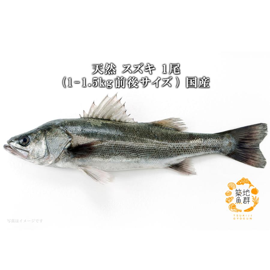 天然スズキ1尾(1-1.5Kg前後サイズ) 国産 冷蔵便 :129:築地魚群 - 通販 - Yahoo!ショッピング 天然スズキ1尾(1-1.5Kg前後サイズ) 国産 冷蔵便 :129:築地魚群 - 通販 - Yahoo!ショッピング