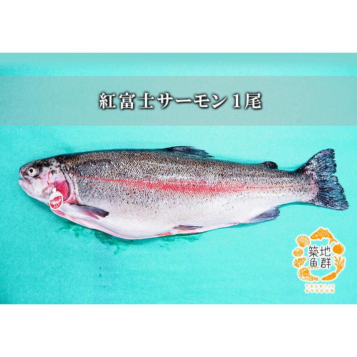 紅富士サーモン 1尾(2-3kg) 冷蔵便 : 築地魚群 - 通販 - Yahoo 紅富士サーモン 1尾(2-3kg) 冷蔵便 : 築地魚群 - 通販 - Yahoo