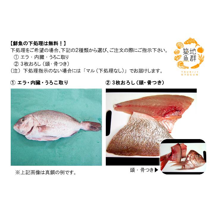 紅富士サーモン 1尾(2-3kg) 冷蔵便 : 築地魚群 - 通販 - Yahoo 紅富士サーモン 1尾(2-3kg) 冷蔵便 : 築地魚群 - 通販 - Yahoo