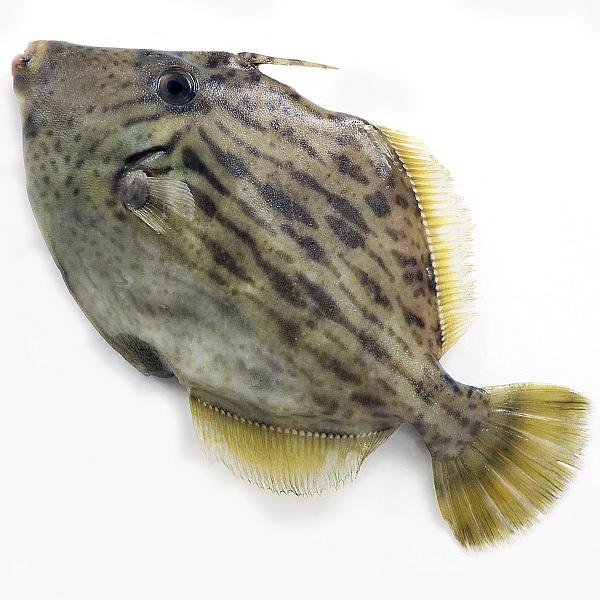 活〆カワハギ（350-400g前後）　冷蔵便 : 築地魚群 - 通販 - Yahoo!ショッピング