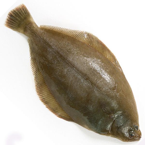 活〆マコガレイ1尾（800g前後）　冷蔵便 : 築地魚群 - 通販 - Yahoo!ショッピング