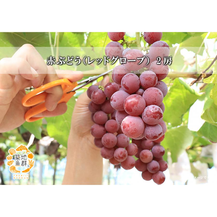 赤ぶどう レッドグローブ 2房 常温便 1417 築地魚群 通販 Yahoo ショッピング