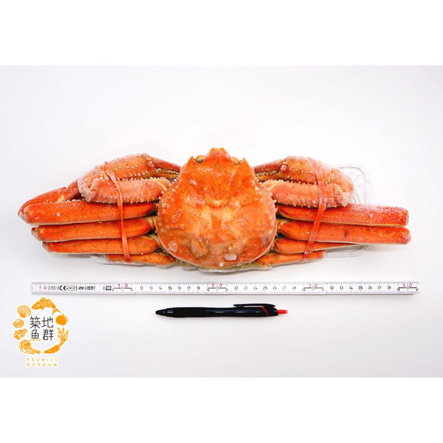 冷凍ボイル　本ズワイガニ5入/3kg(600g×5) ボイルズワイガニ姿3kg(600g×5尾)【冷凍便】の通販・お取り寄せ「築地