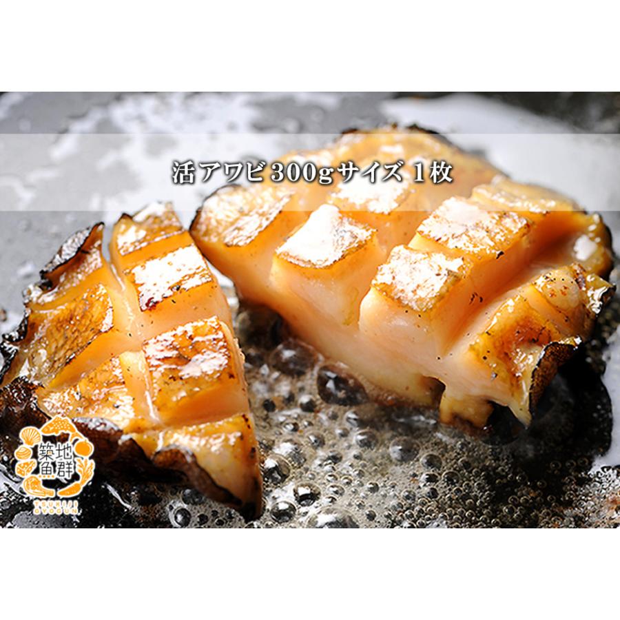活アワビ（300gサイズ）1枚 冷蔵便 : 築地魚群 - 通販 - Yahoo