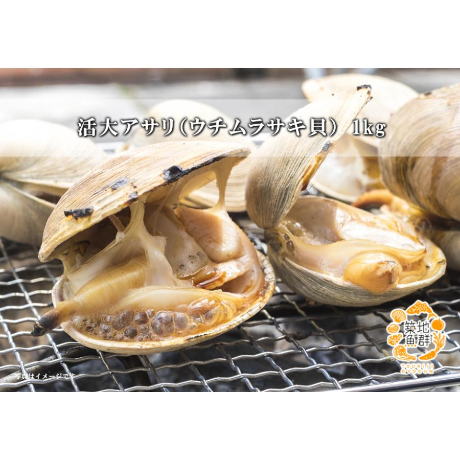 活大アサリ（ウチムラサキ貝）1kg　冷蔵便｜gyogun｜02