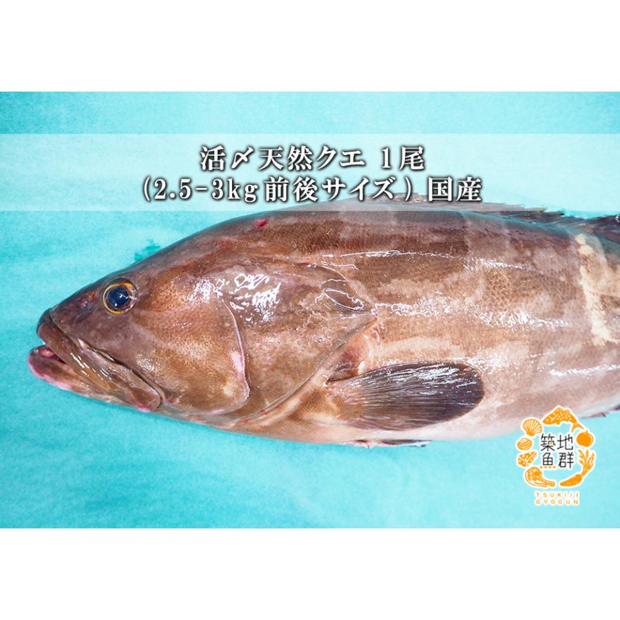 活〆天然クエ1尾(2.5-3Kg前後サイズ) 国産 冷蔵便 : 築地魚群 - 通販 